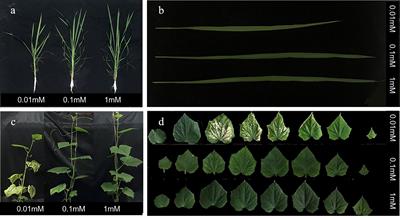 The sensitivity of photosynthesis to magnesium deficiency differs between rice (Oryza sativa L.) and cucumber (Cucumis sativus L.)
